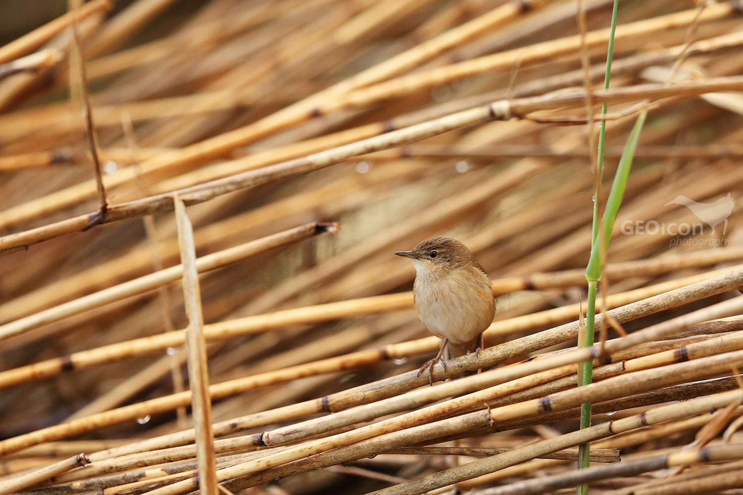 Savi´s warbler / cvrčilka slavíková (Locustella luscinioides)