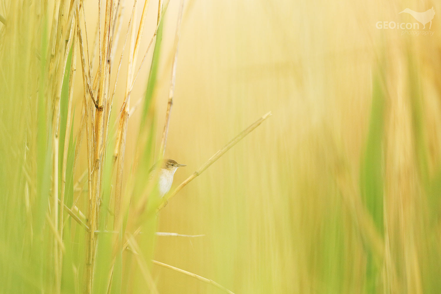 Savi´s warbler / cvrčilka slavíková (Locustella luscinioides)