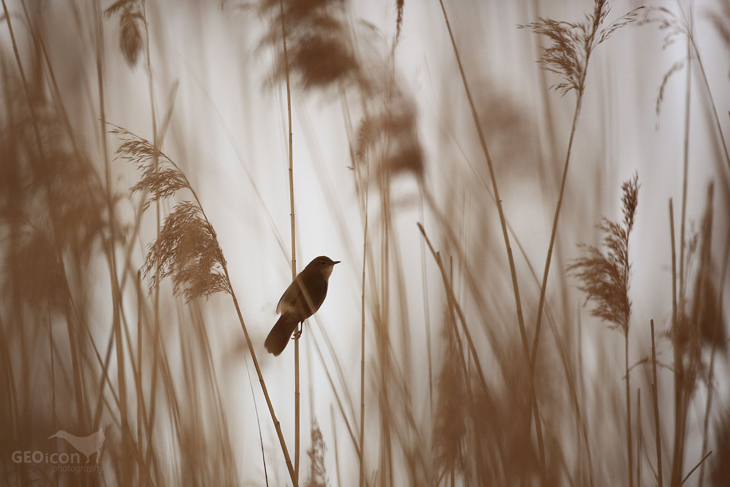 Savi´s warbler / cvrčilka slavíková (Locustella luscinioides)