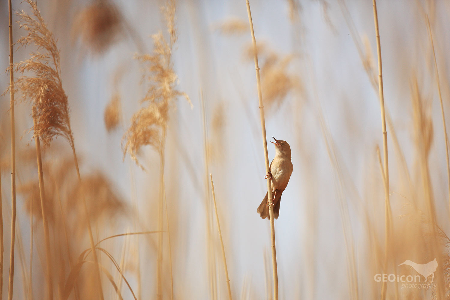 Savi´s warbler / cvrčilka slavíková (Locustella luscinioides)