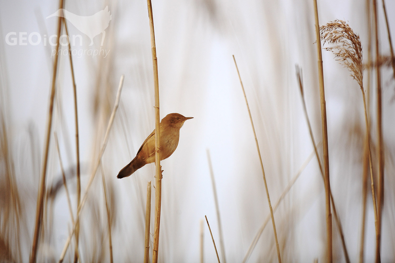 Savi´s warbler / cvrčilka slavíková (Locustella luscinioides)