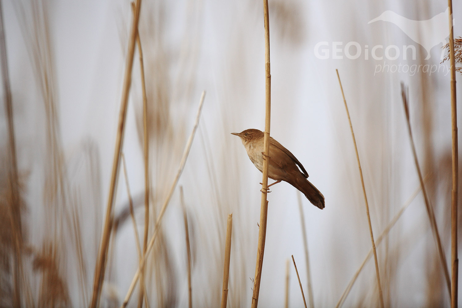Savi´s warbler / cvrčilka slavíková (Locustella luscinioides)