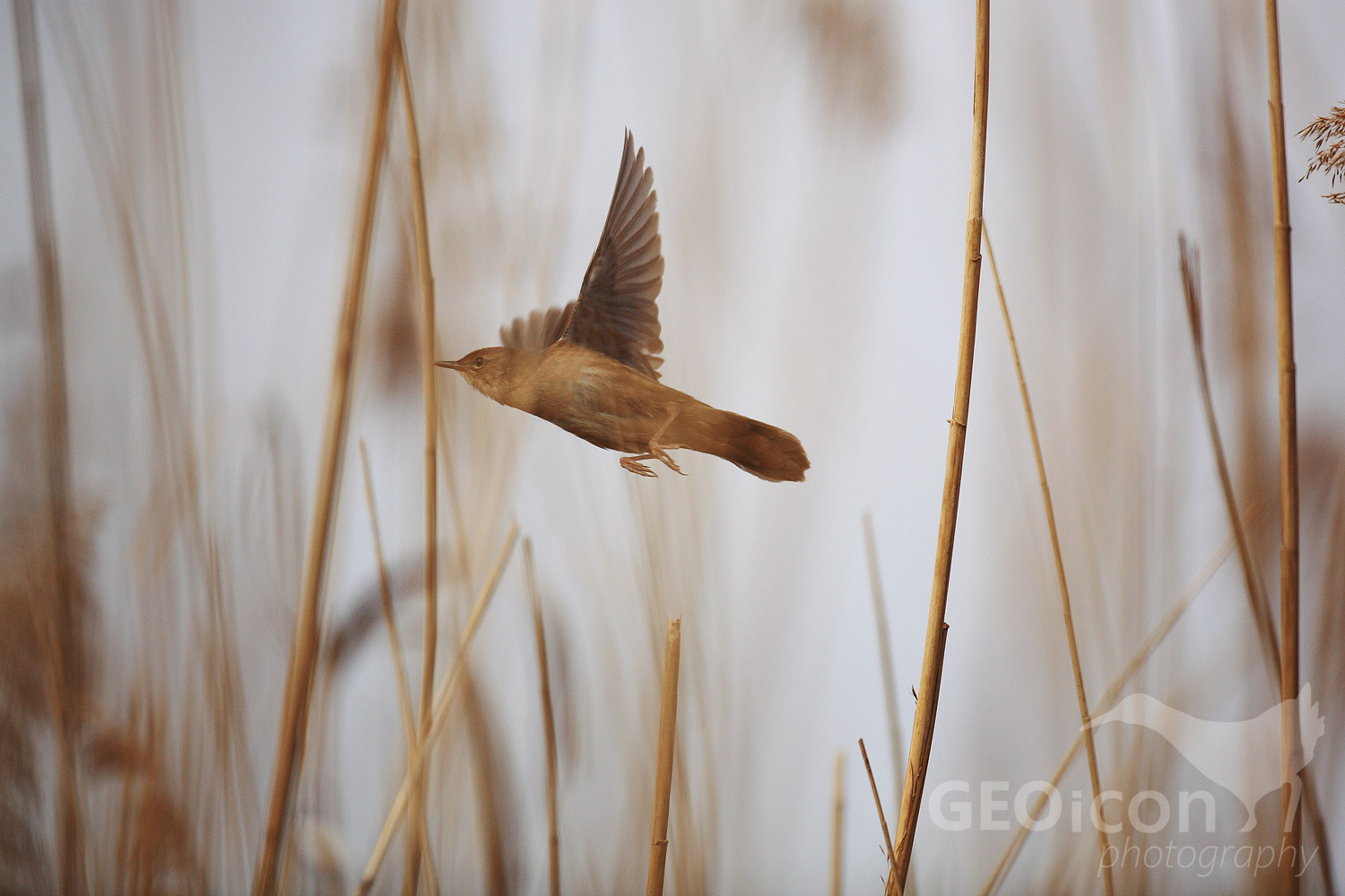 Savi´s warbler / cvrčilka slavíková (Locustella luscinioides)