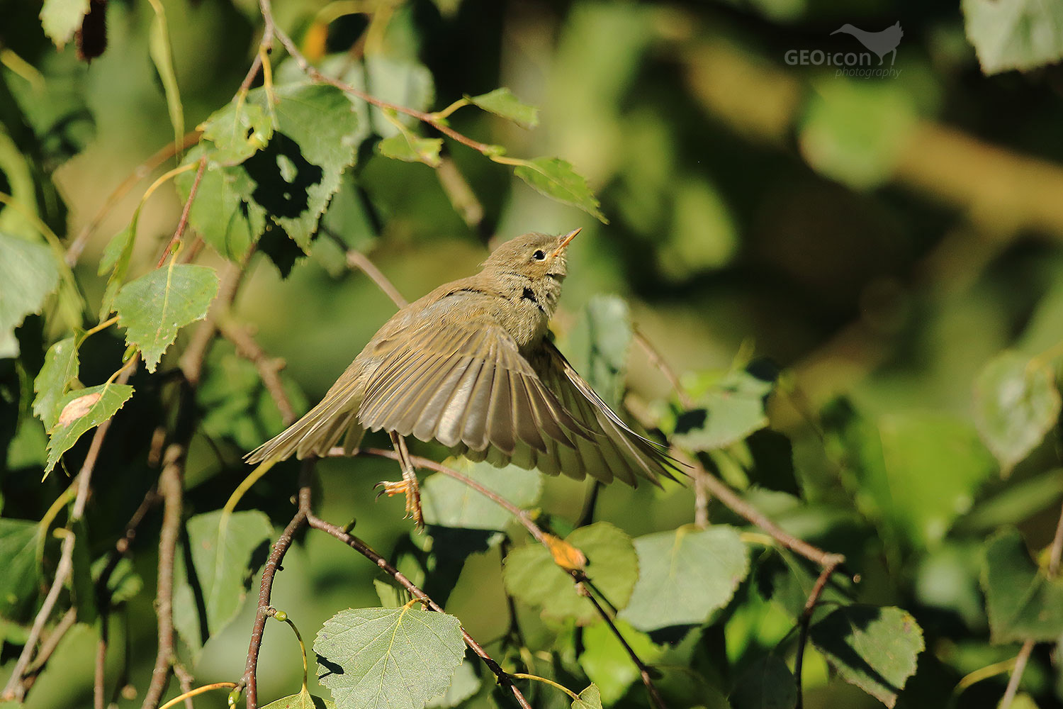 Chiffchaff / budníček menší (Phylloscopus collybita)