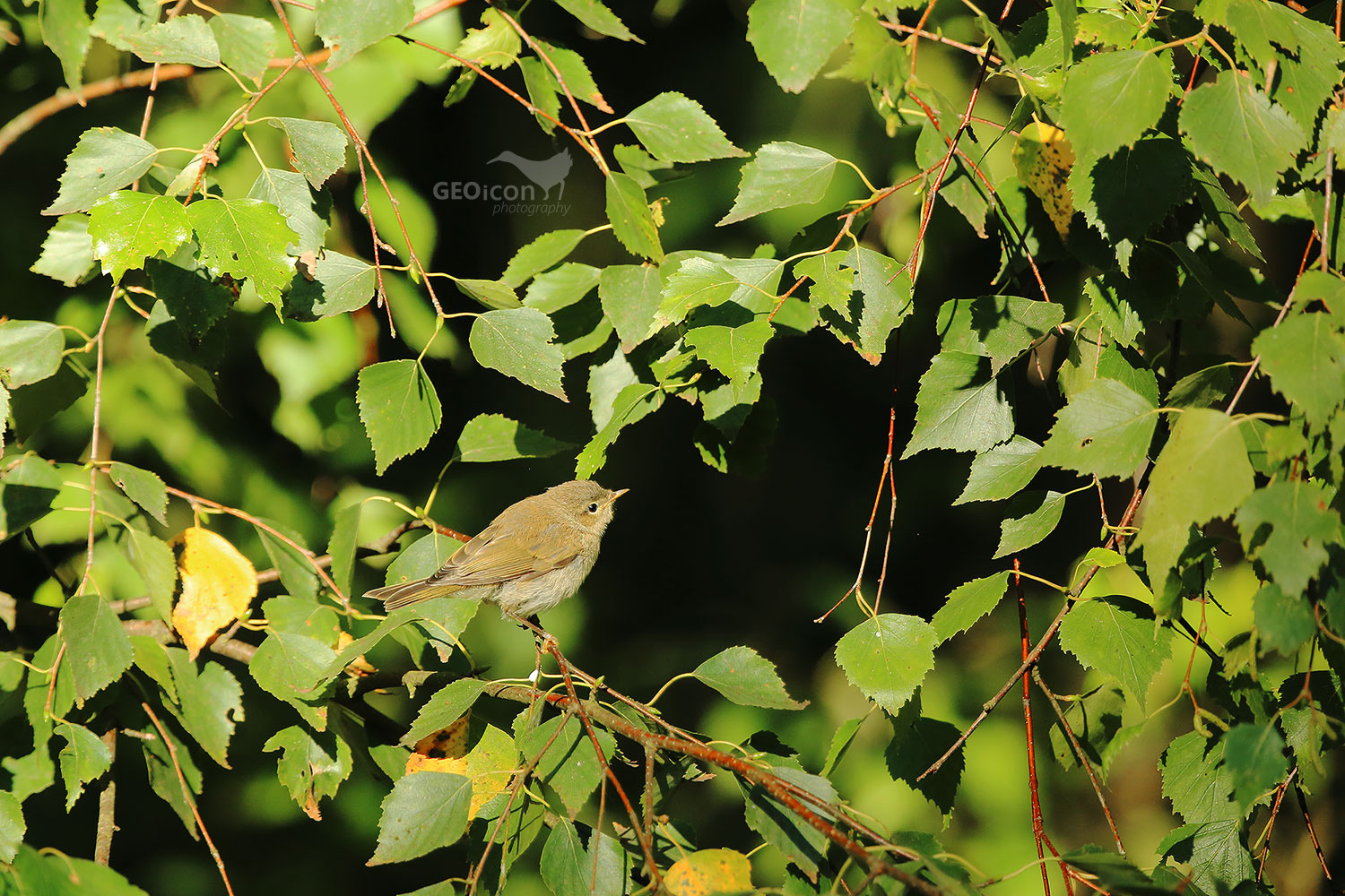 Chiffchaff / budníček menší (Phylloscopus collybita)