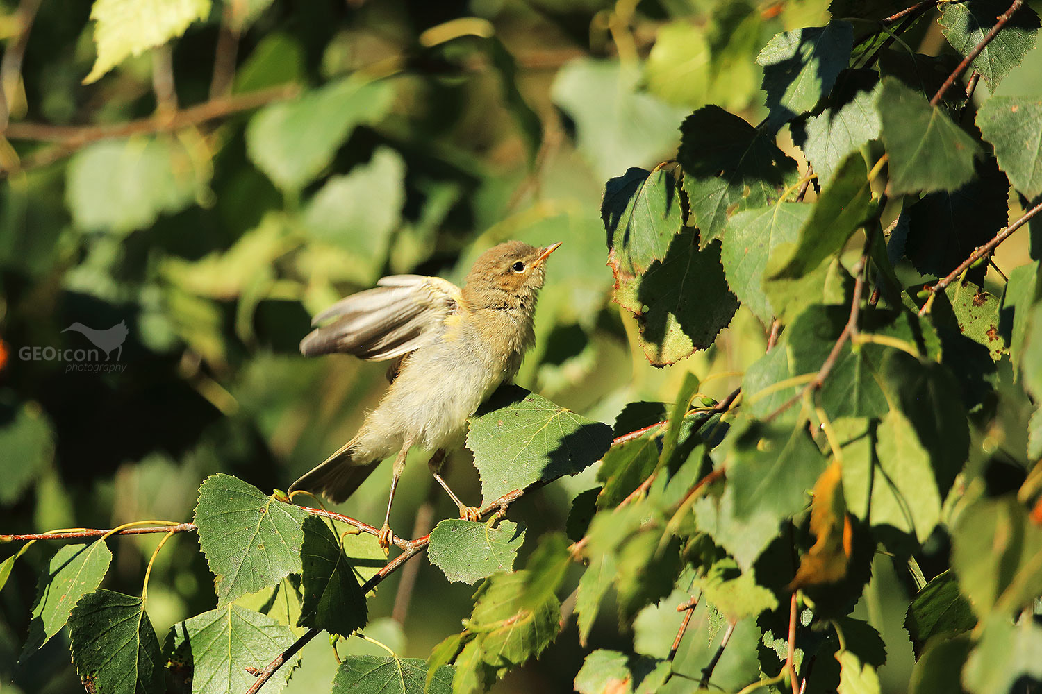 Chiffchaff / budníček menší (Phylloscopus collybita)
