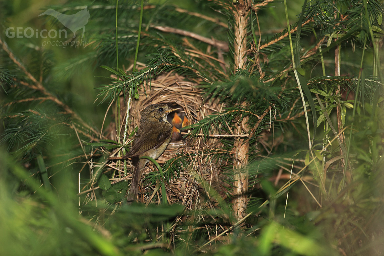 Chiffchaff / budníček menší (Phylloscopus collybita)
