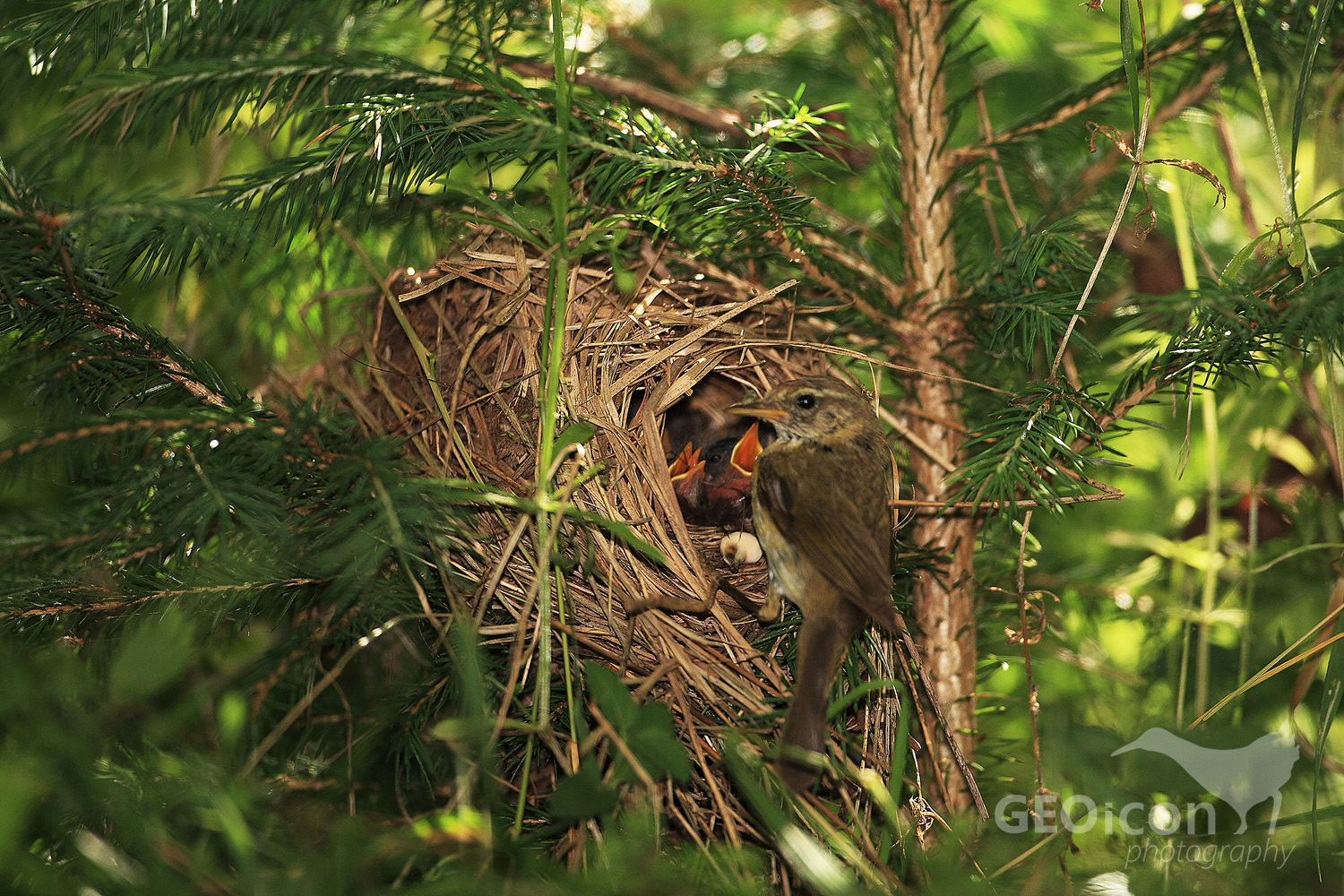 Chiffchaff / budníček menší (Phylloscopus collybita)