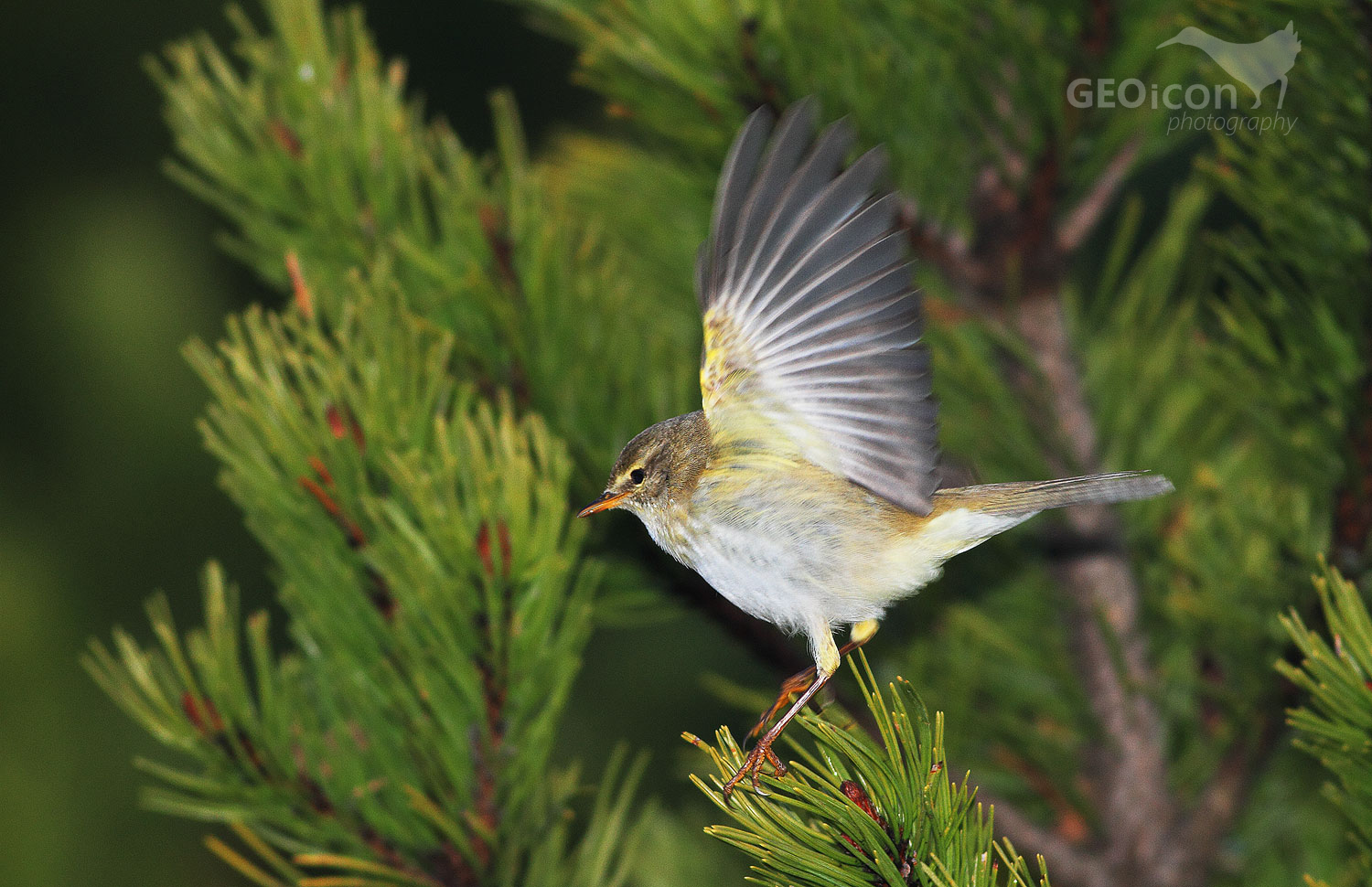 Willow warbler / budníček větší (Phalloscopus trochilus)