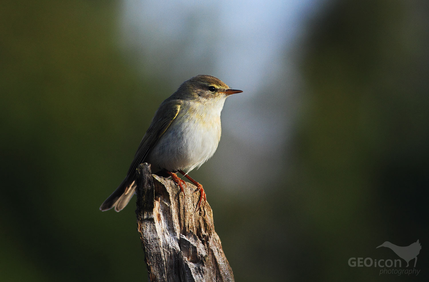 Willow warbler / budníček větší (Phalloscopus trochilus)