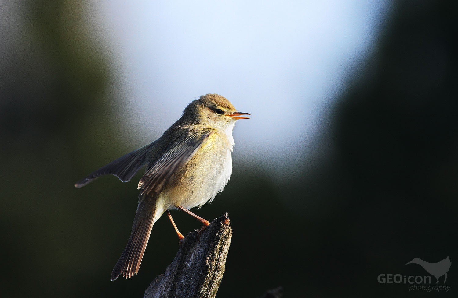 Willow warbler / budníček větší (Phalloscopus trochilus)