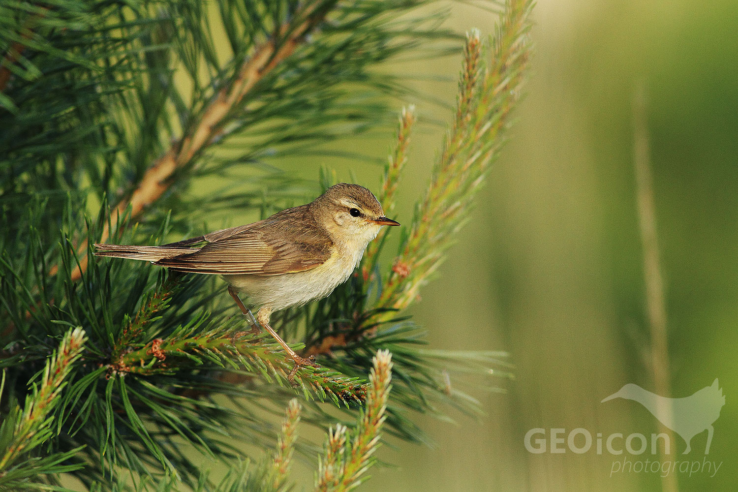 Willow warbler / budníček větší (Phalloscopus trochilus)