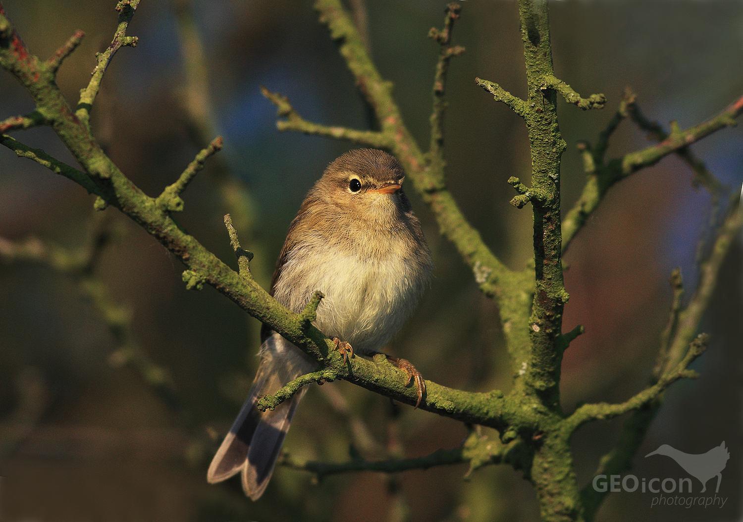 Chiffchaff / budníček menší (Phylloscopus collybita)