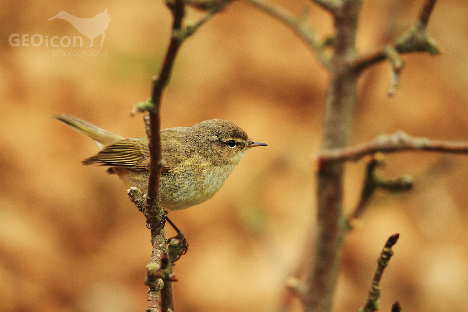 Chiffchaff / budníček menší (Phylloscopus collybita)