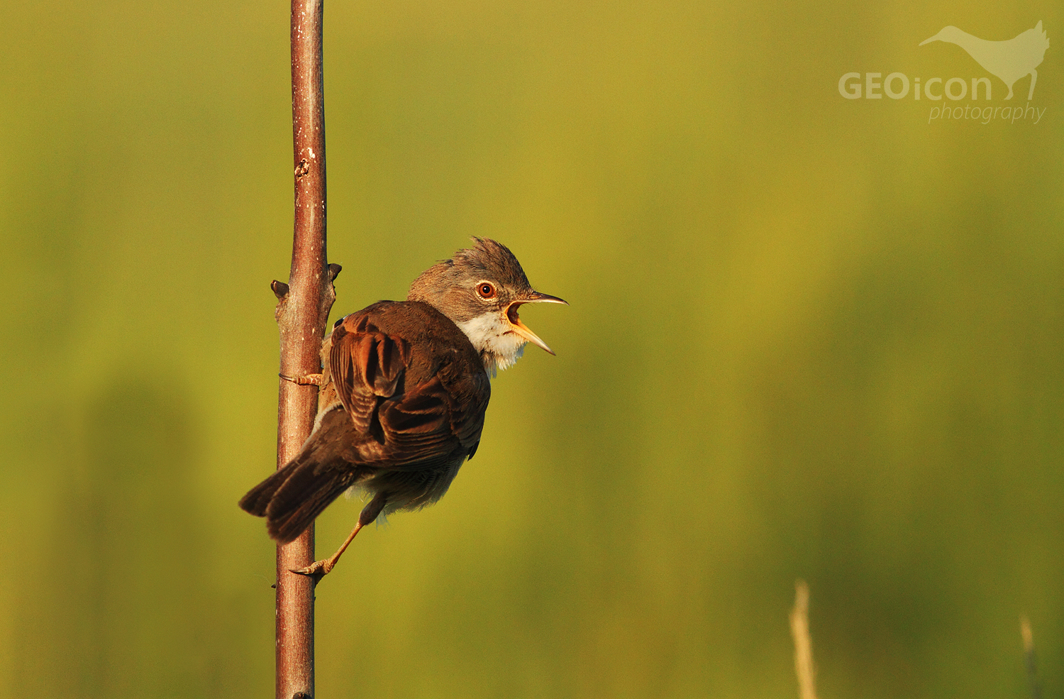 Whitethroat / pěnice hnědokřídlá (Sylvia communis)
