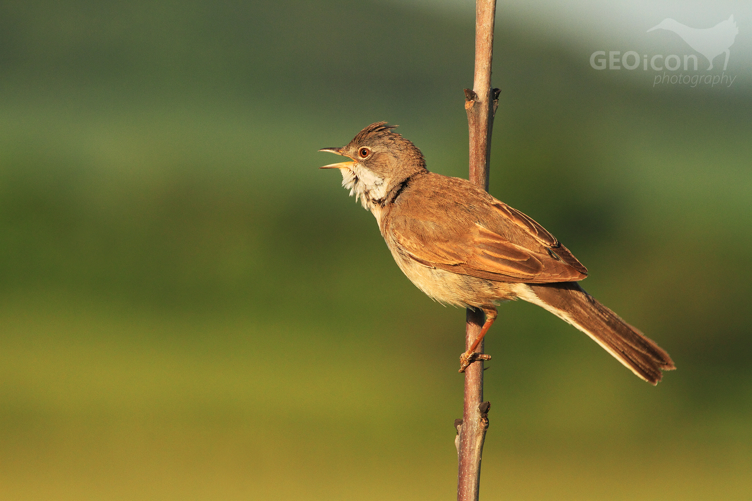 Whitethroat / pěnice hnědokřídlá (Sylvia communis)