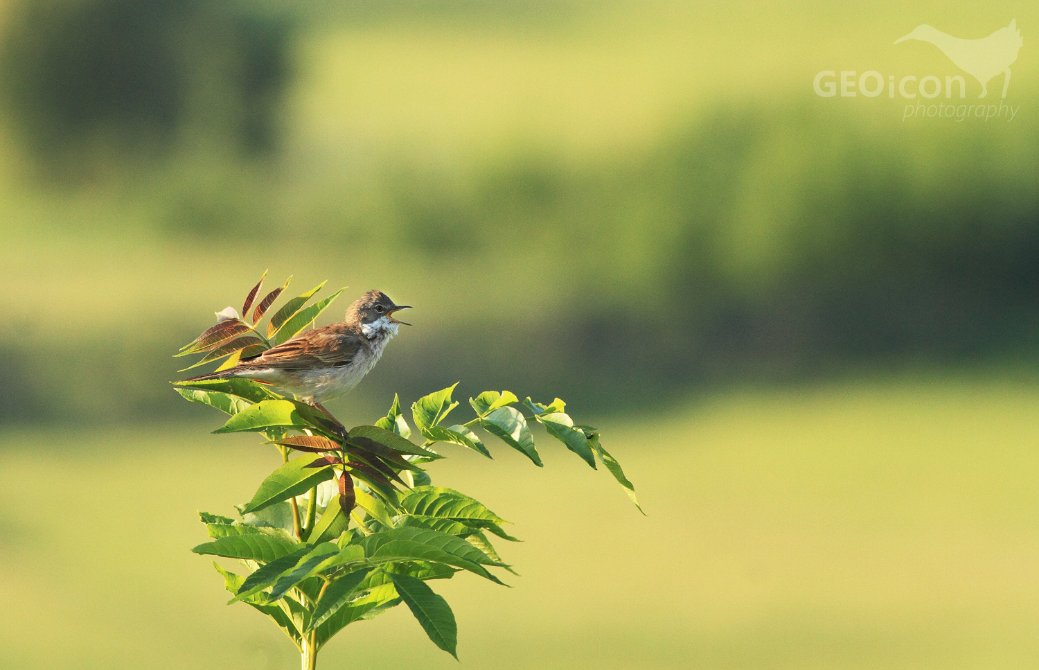 Whitethroat / pěnice hnědokřídlá (Sylvia communis)