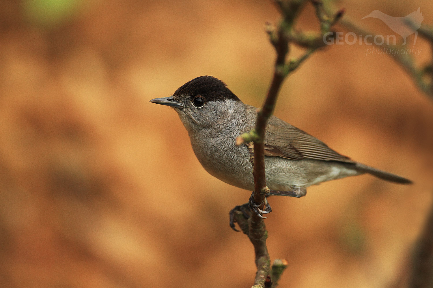 Blackcap /pěnice černohlavá (Sylvia atricapilla)