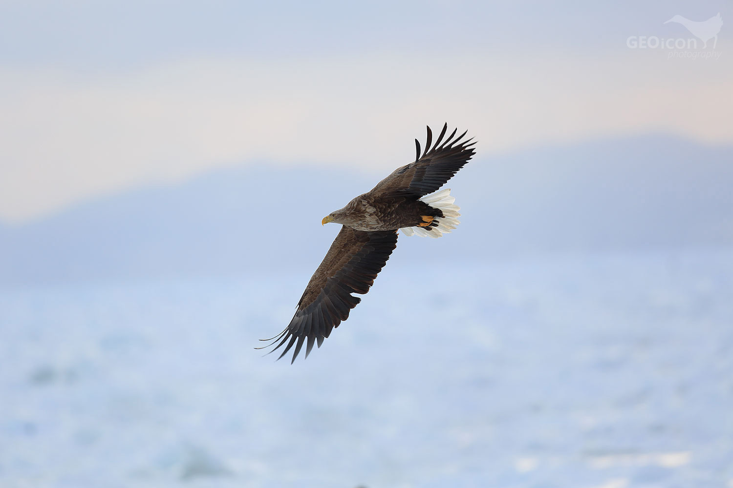 White-tailed eagle / oral mořský (Haliaeetus albicilla)