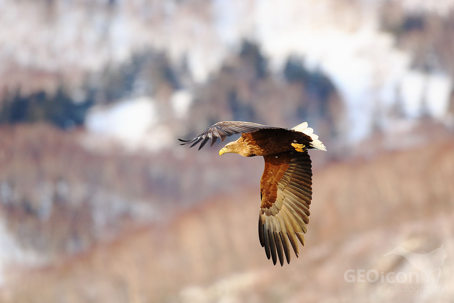 White-tailed eagle / oral mořský (Haliaeetus albicilla)
