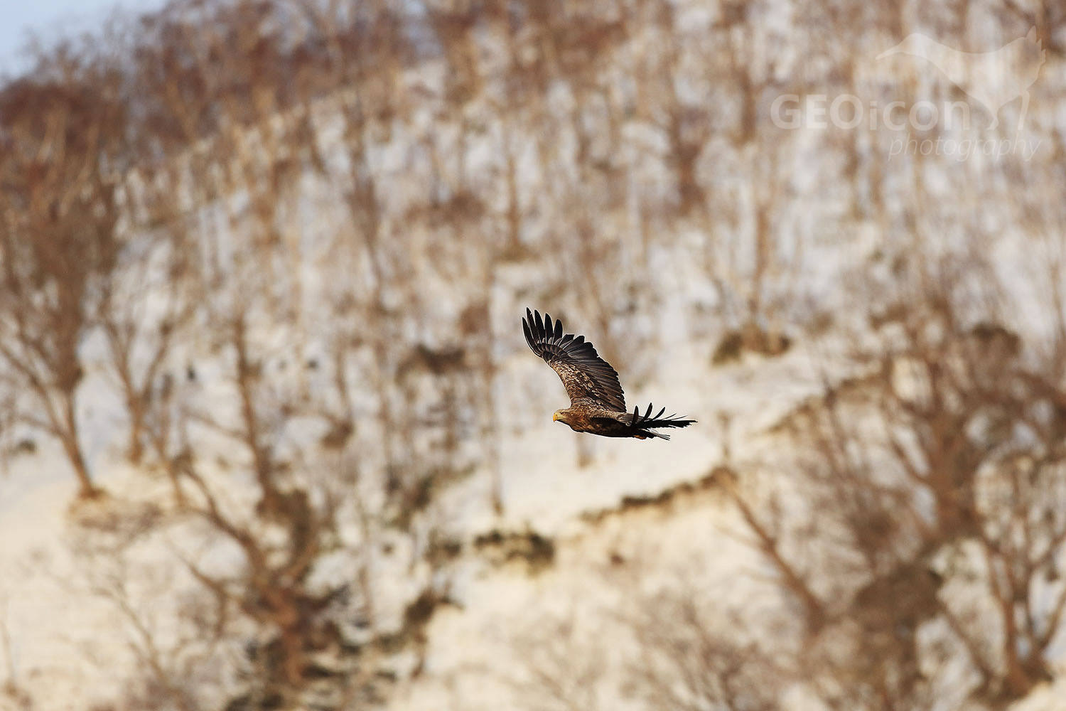 White-tailed eagle / oral mořský (Haliaeetus albicilla)