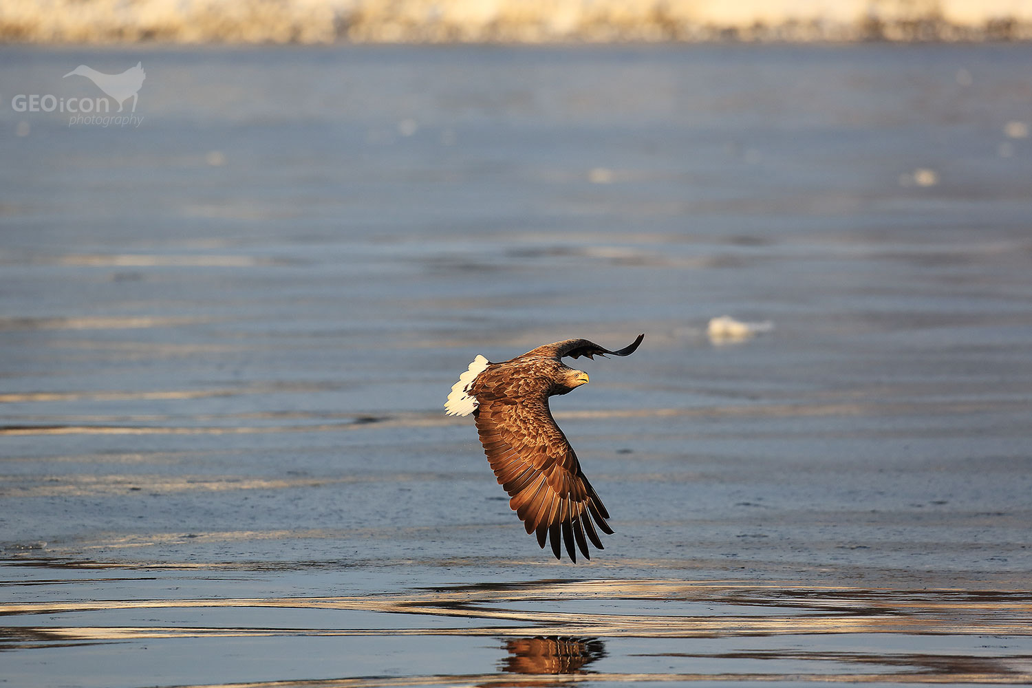 White-tailed eagle / oral mořský (Haliaeetus albicilla)