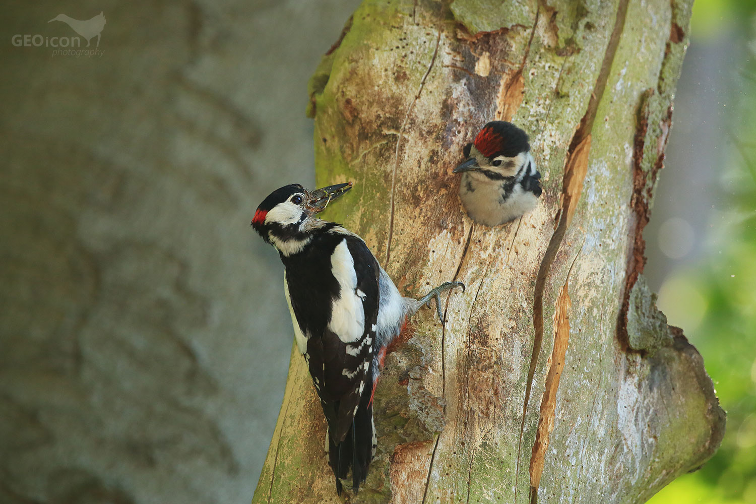 Great spotted woodpecker / strakapoud velký (Dendrocopos major)