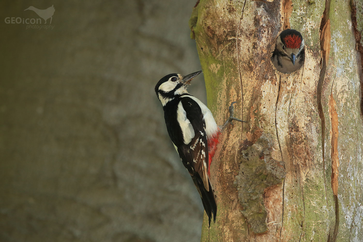 Great spotted woodpecker / strakapoud velký (Dendrocopos major)