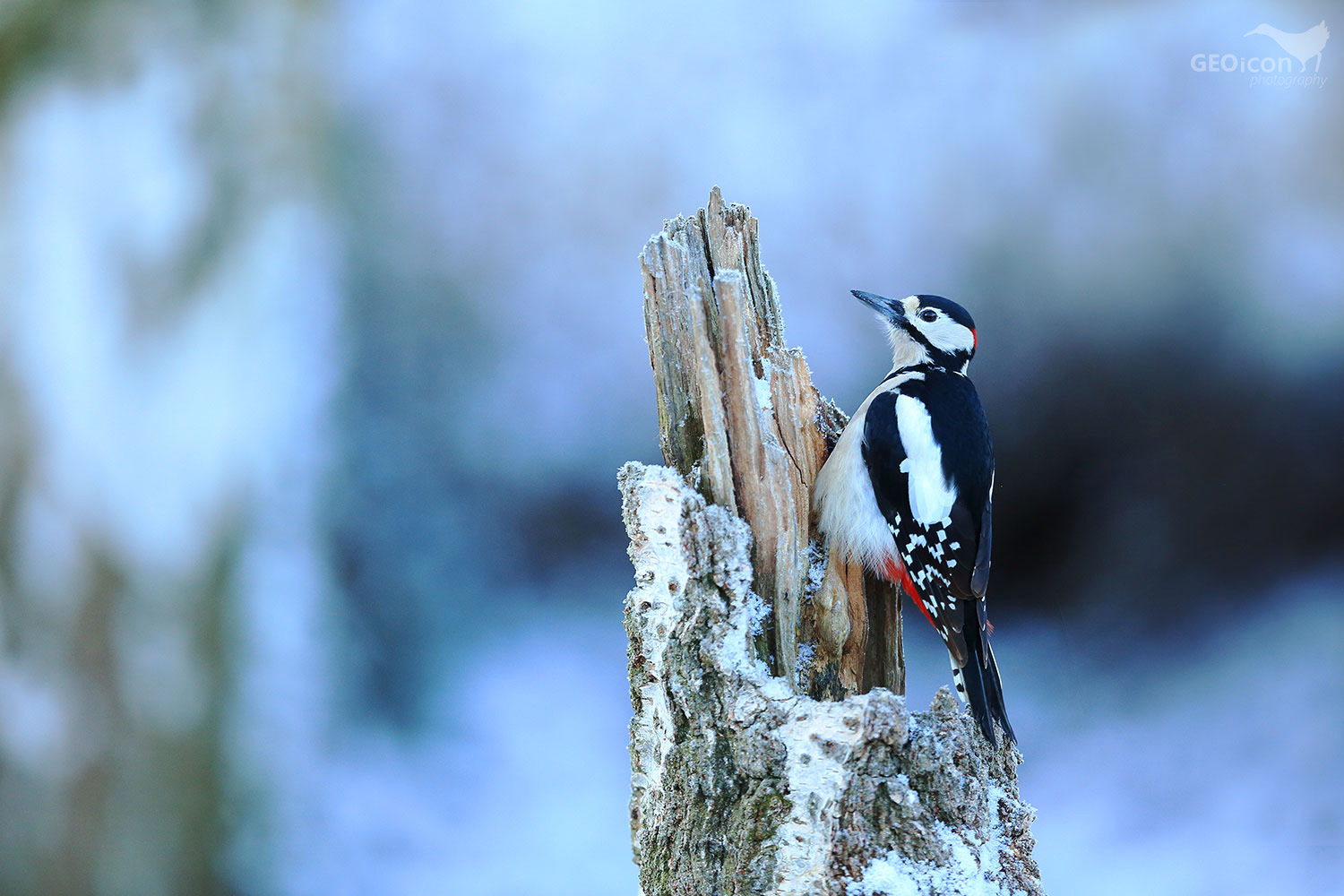 Great spotted woodpecker / strakapoud velký (Dendrocopos major)
