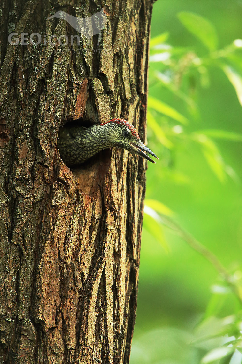 Green Woodpecker, žluna zelená (Picus viridis)