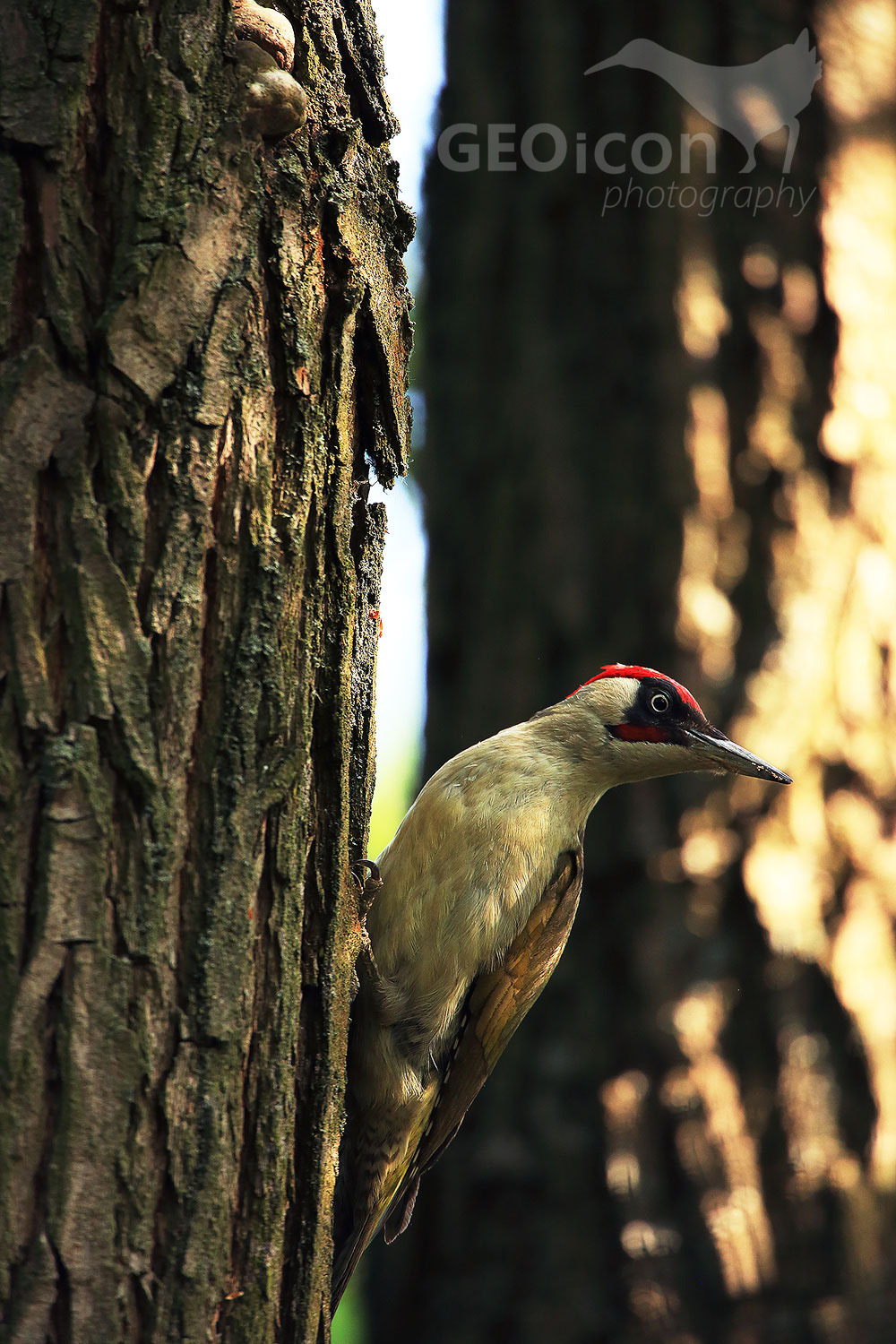Green Woodpecker, žluna zelená (Picus viridis)