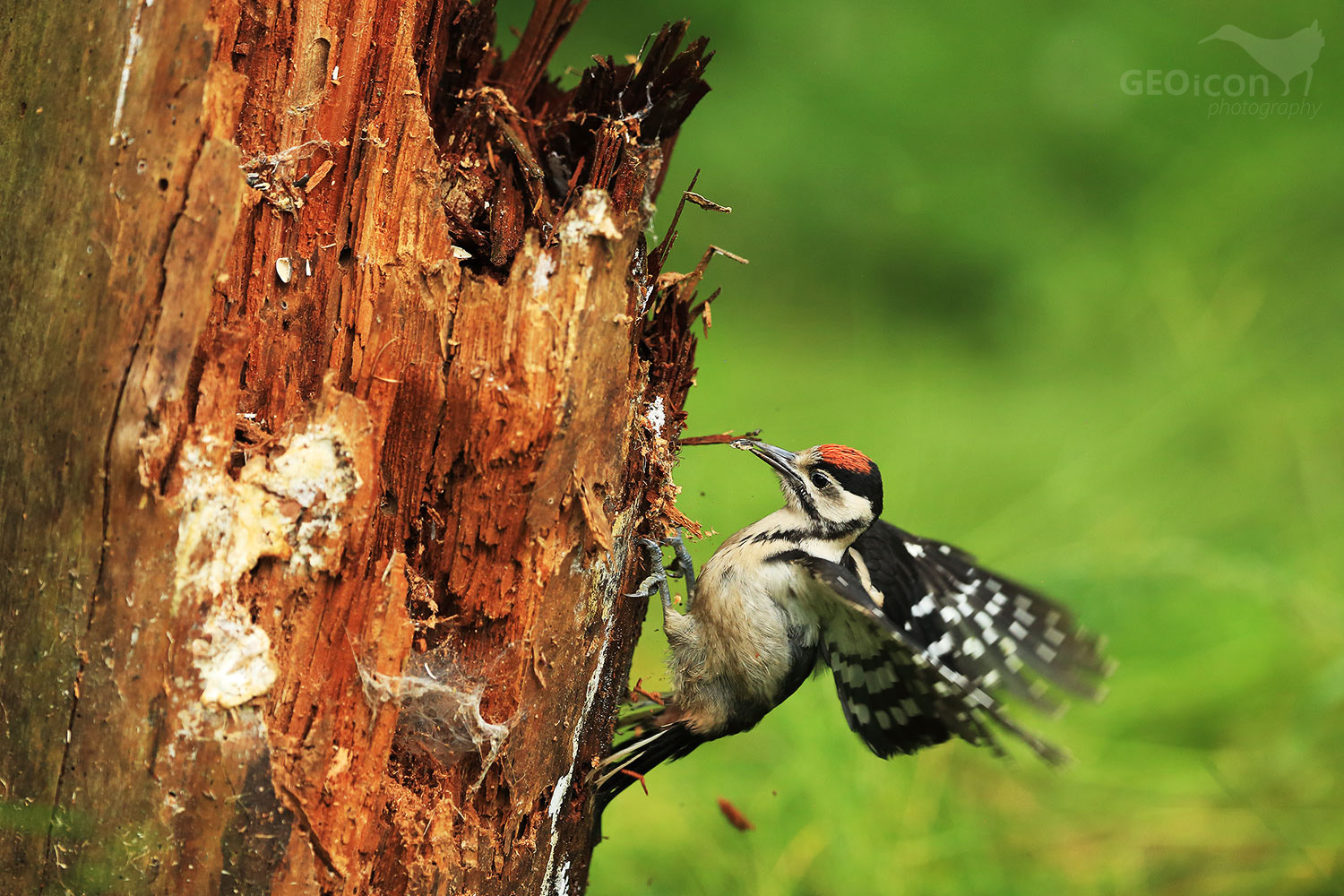 Great spotted woodpecker / strakapoud velký (Dendrocopos major)