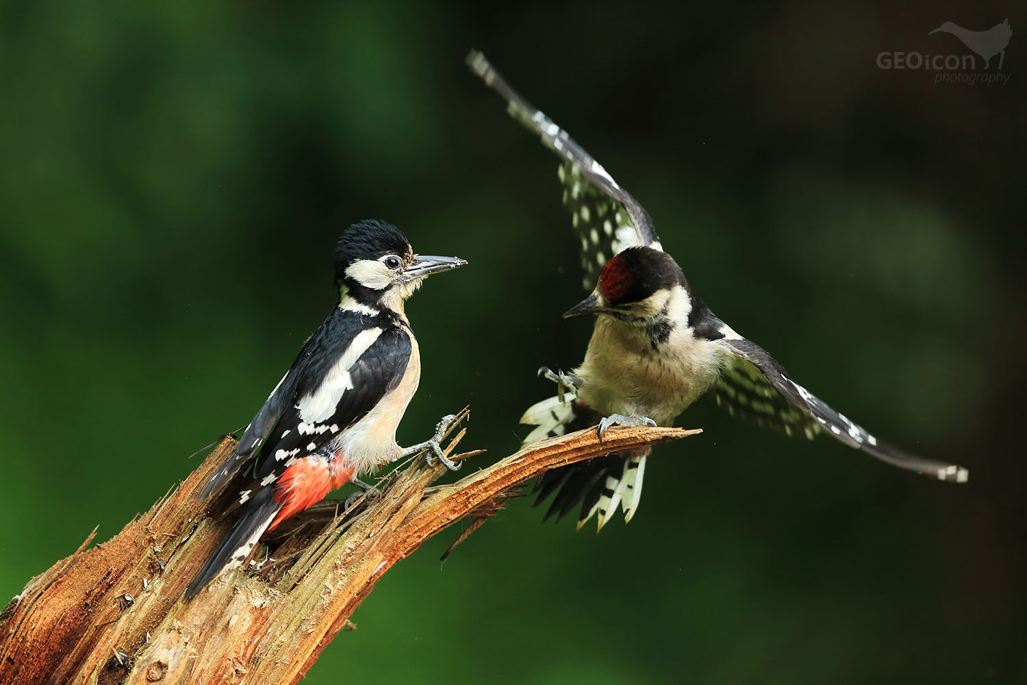 Great spotted woodpecker / strakapoud velký (Dendrocopos major)