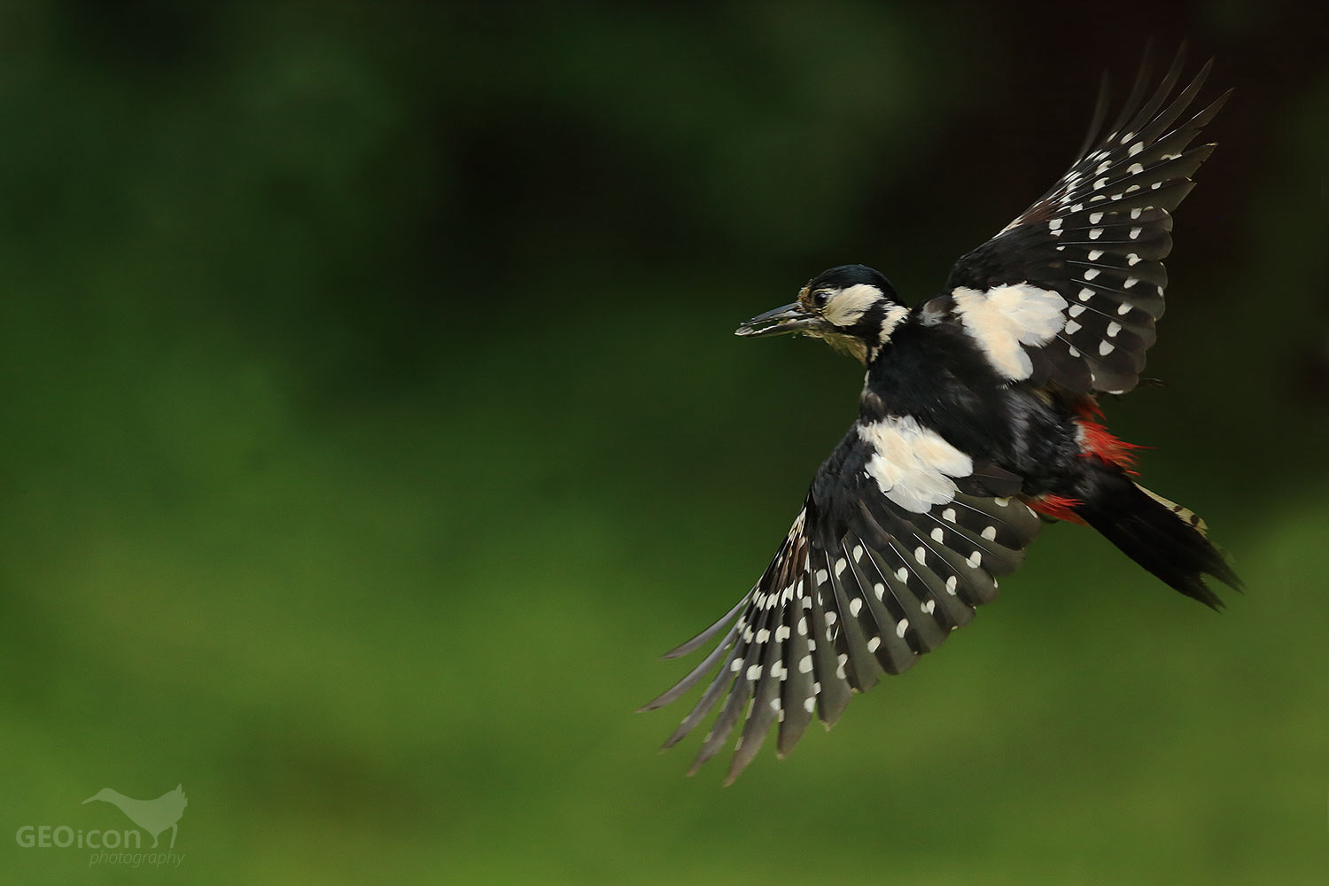 Great spotted woodpecker / strakapoud velký (Dendrocopos major)