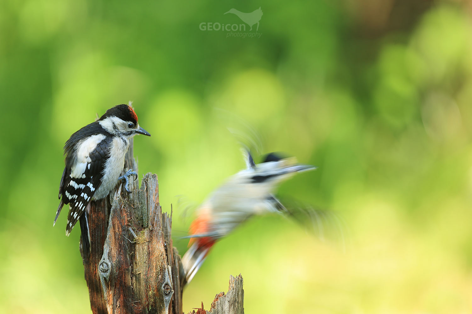 Great spotted woodpecker / strakapoud velký (Dendrocopos major)