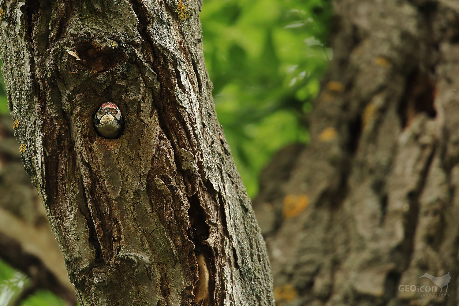 Lesser spotted woodpecker / strakapoud malý (Dendrocopos minor)