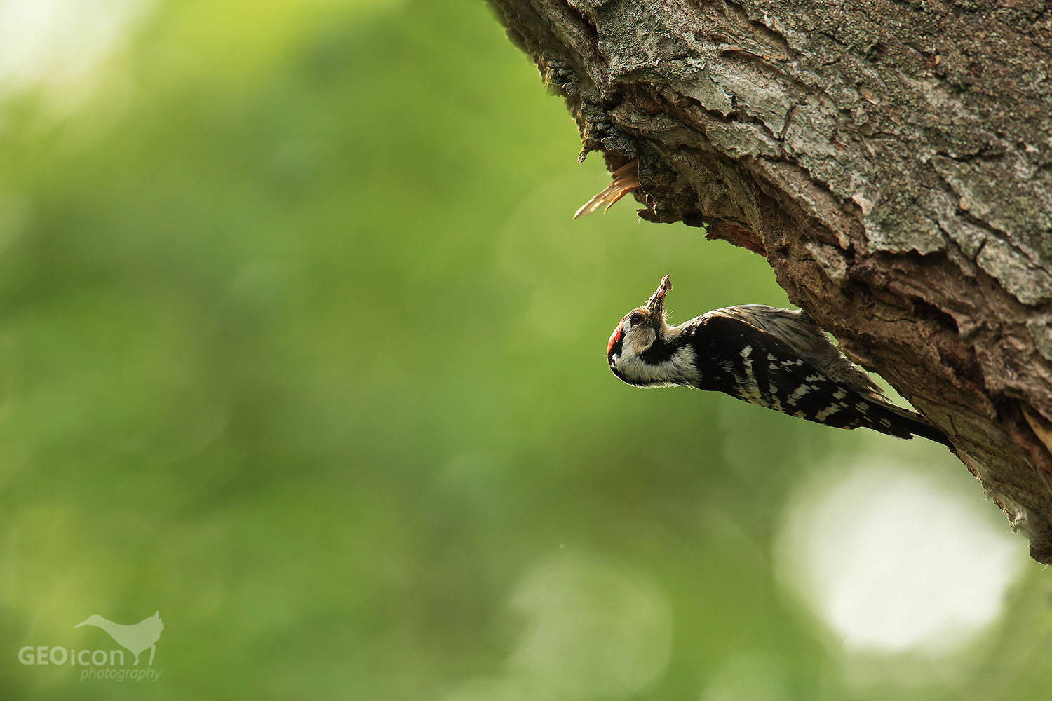 Lesser spotted woodpecker / strakapoud malý (Dendrocopos minor)