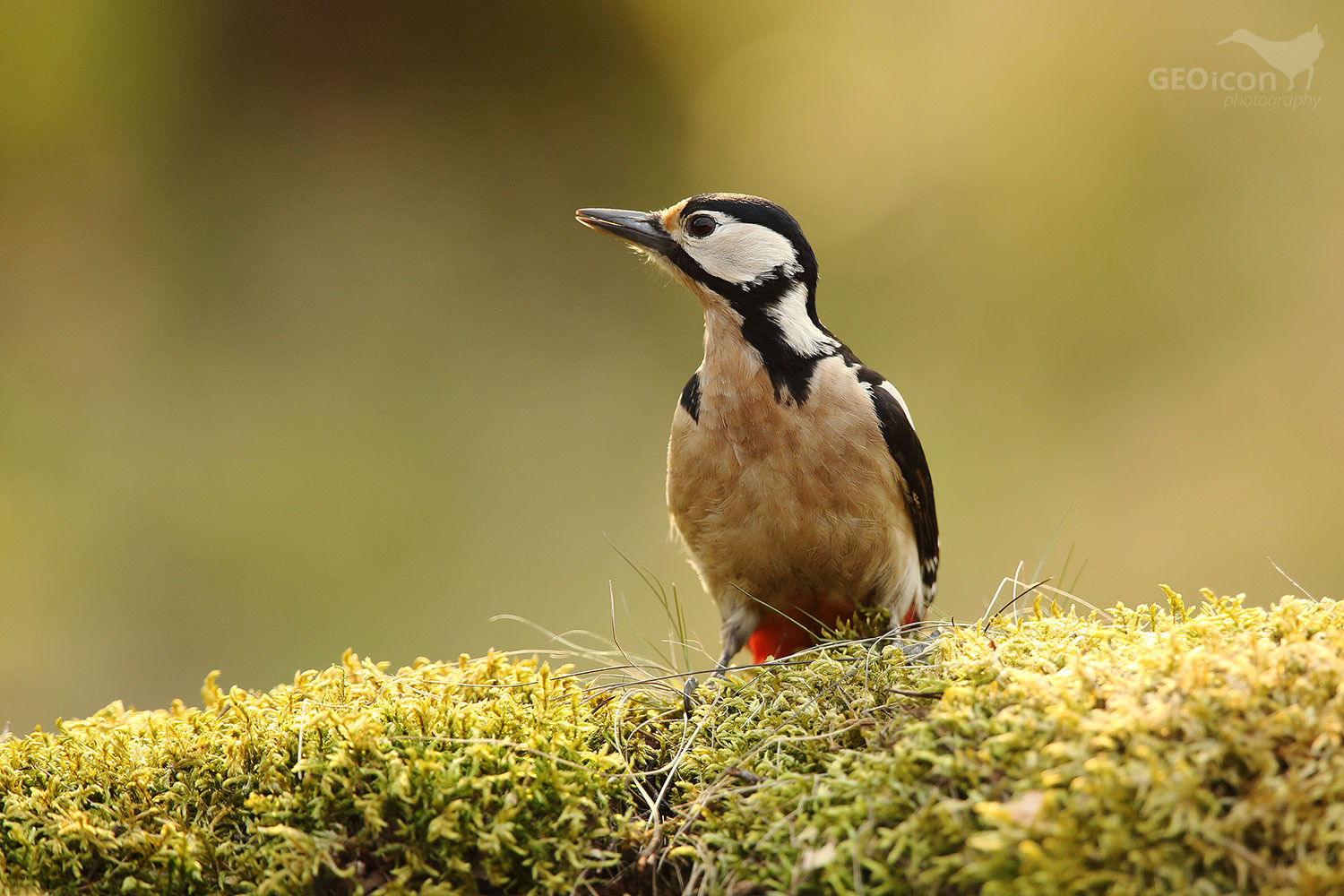Great spotted woodpecker / strakapoud velký (Dendrocopos major)