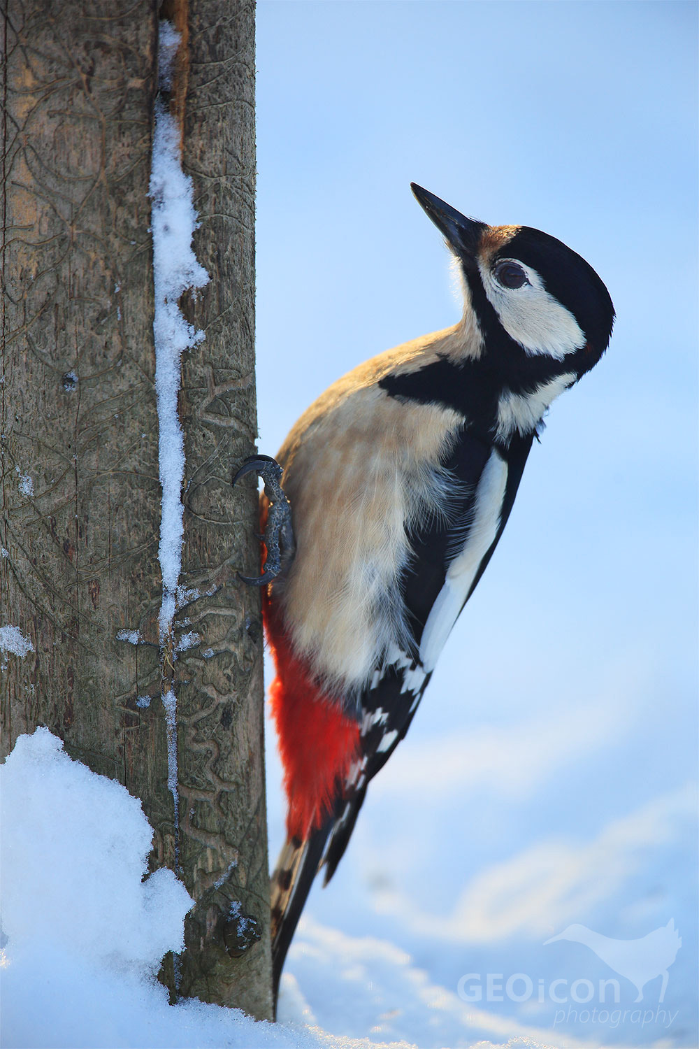 Great spotted woodpecker / strakapoud velký (Dendrocopos major)