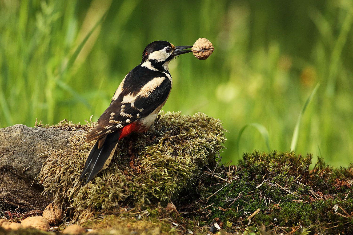 Great spotted woodpecker / strakapoud velký (Dendrocopos major)
