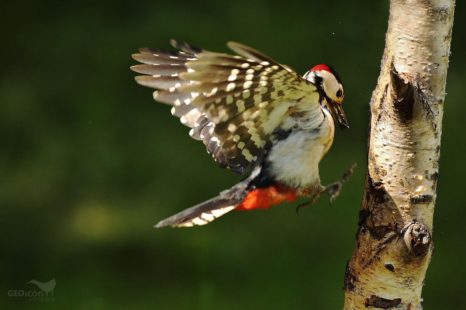 Great spotted woodpecker / strakapoud velký (Dendrocopos major)