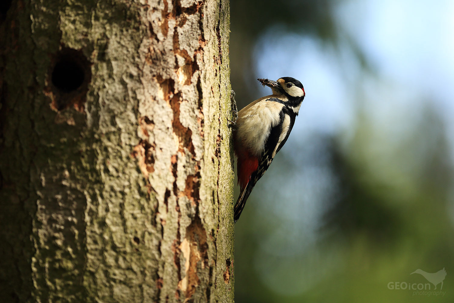 Great spotted woodpecker / strakapoud velký (Dendrocopos major)