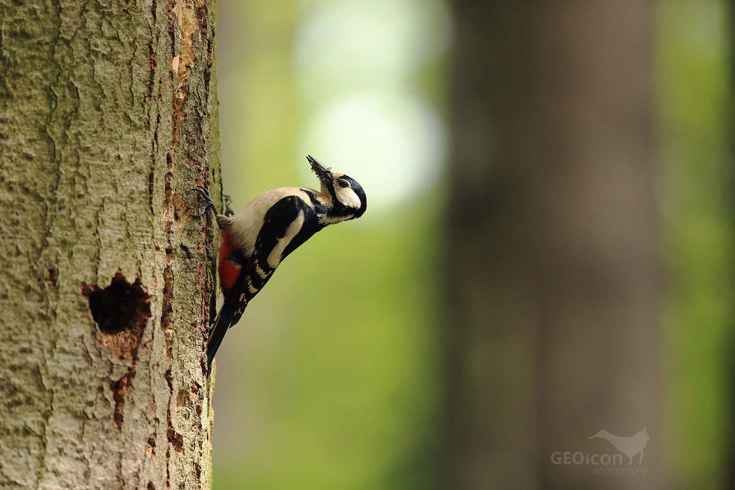 Great spotted woodpecker / strakapoud velký (Dendrocopos major)