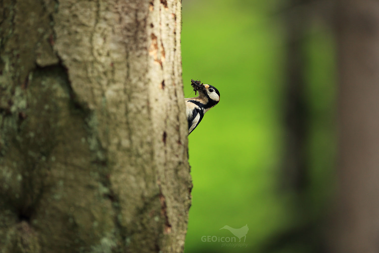 Great spotted woodpecker / strakapoud velký (Dendrocopos major)