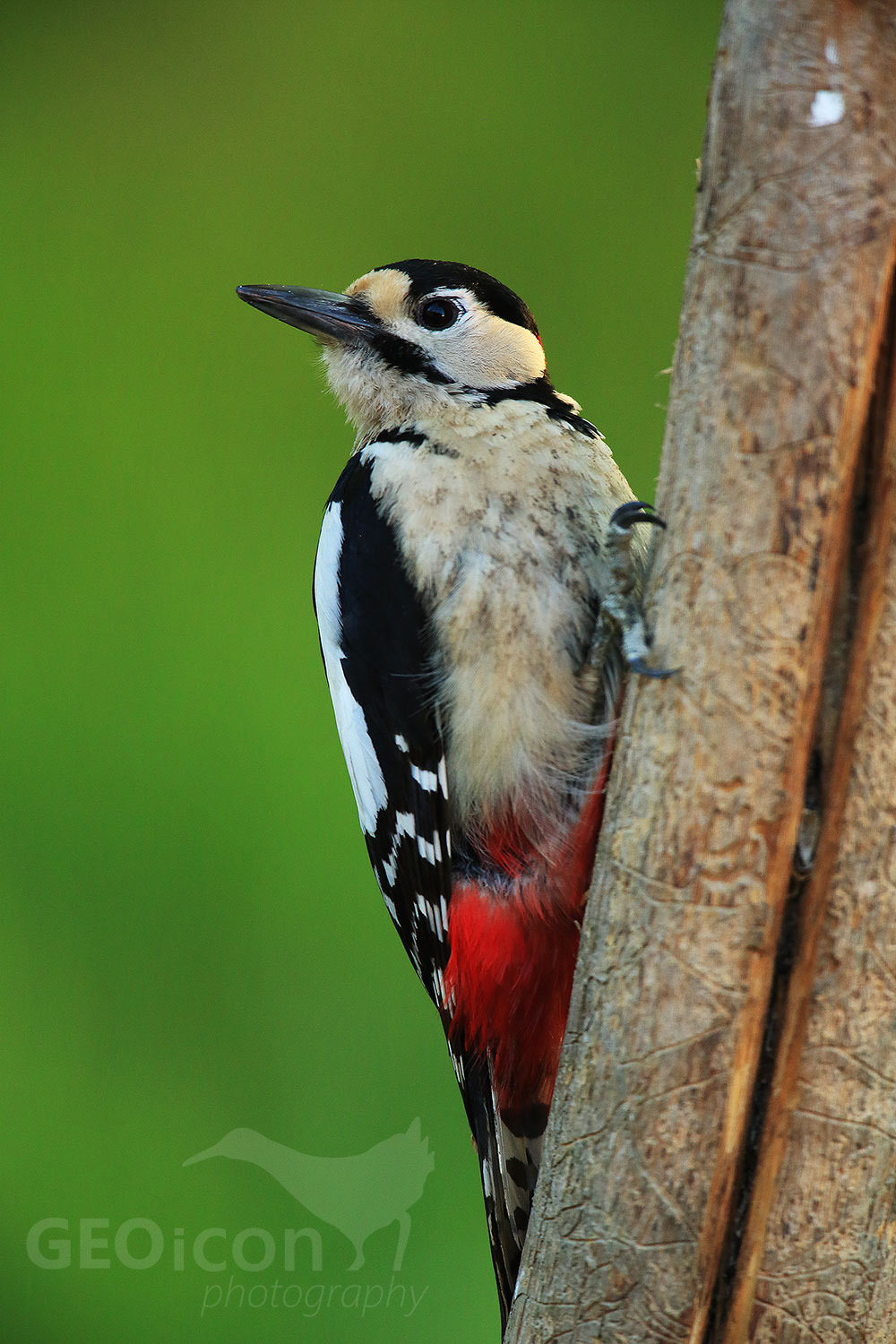 Great spotted woodpecker / strakapoud velký (Dendrocopos major)