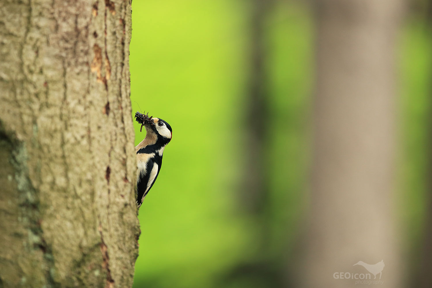 Great spotted woodpecker / strakapoud velký (Dendrocopos major)