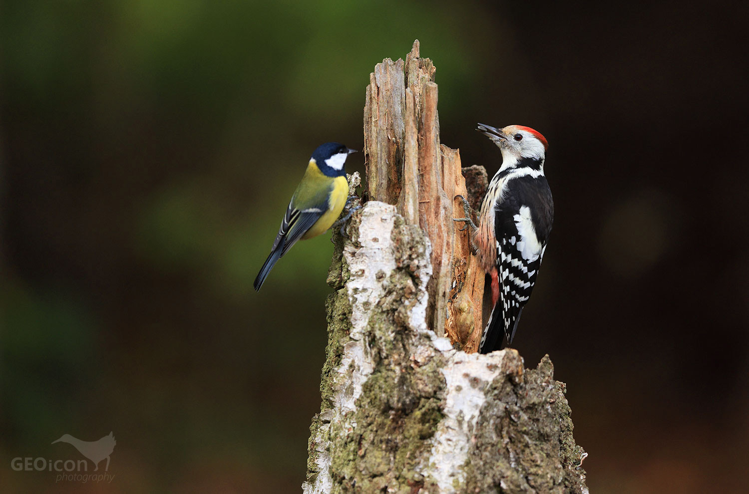 Middle spotted woodpecker / strakapoud velký (Dendrocopos medius)