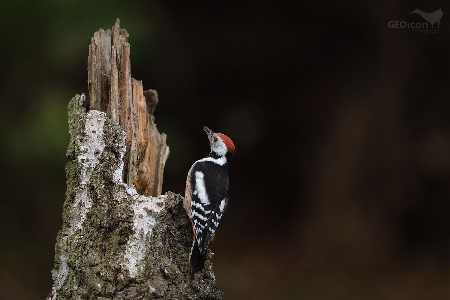 Middle spotted woodpecker / strakapoud velký (Dendrocopos medius)