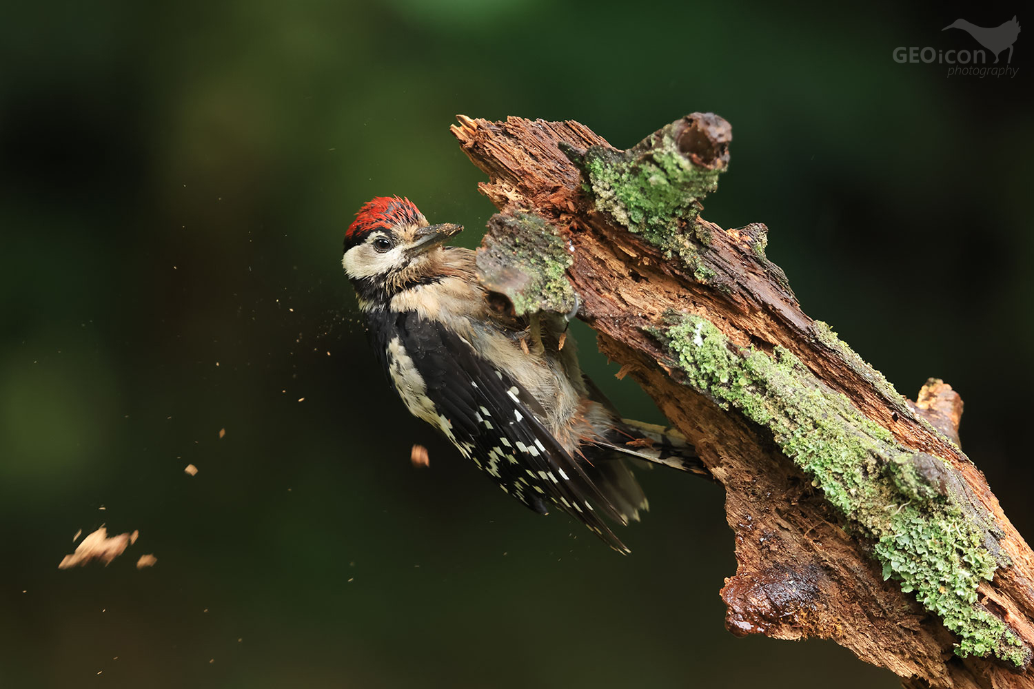 Great spotted woodpecker / strakapoud velký (Dendrocopos major)