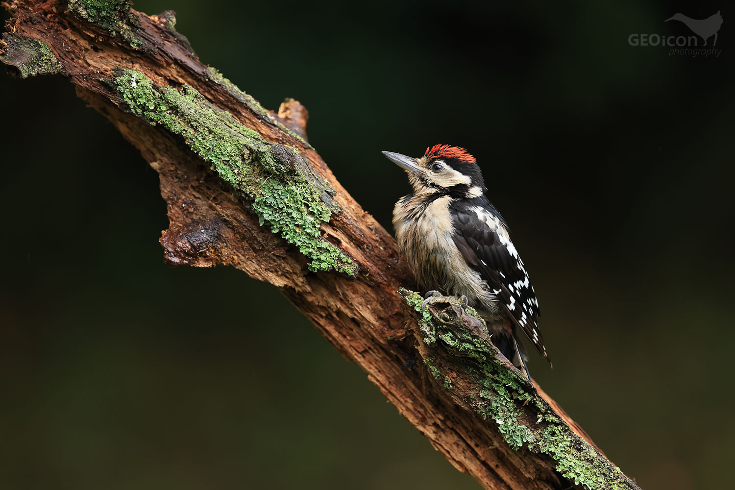 Great spotted woodpecker / strakapoud velký (Dendrocopos major)